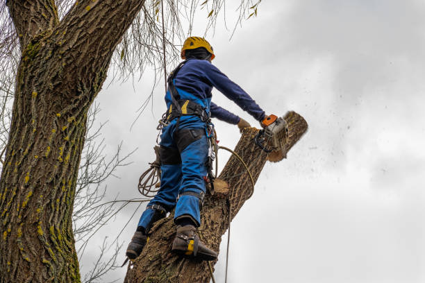 Best Tree Risk Assessment  in Price, UT