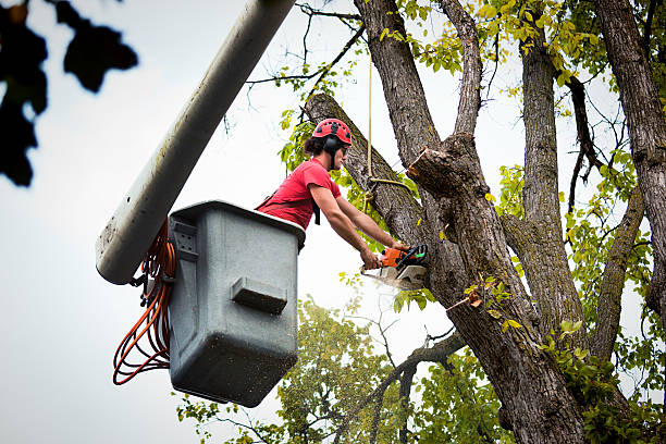 Best Commercial Tree Services  in Price, UT